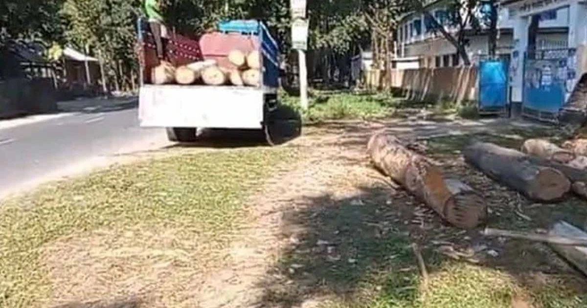 লক্ষ্মীপুর ইসলামিয়া আলিম মাদ্রাসায় মেহগনি গাছ নিয়ে অভিযোগ