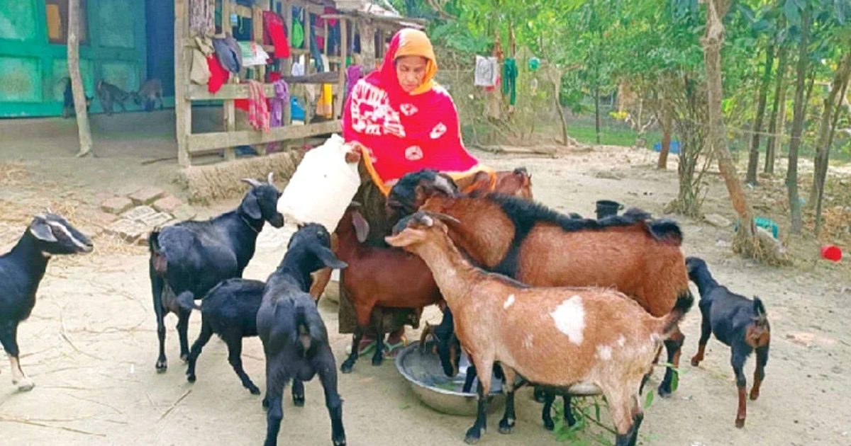 এক ছাগল থেকে ৬৭ ছাগল, বদলে গেল জীবন