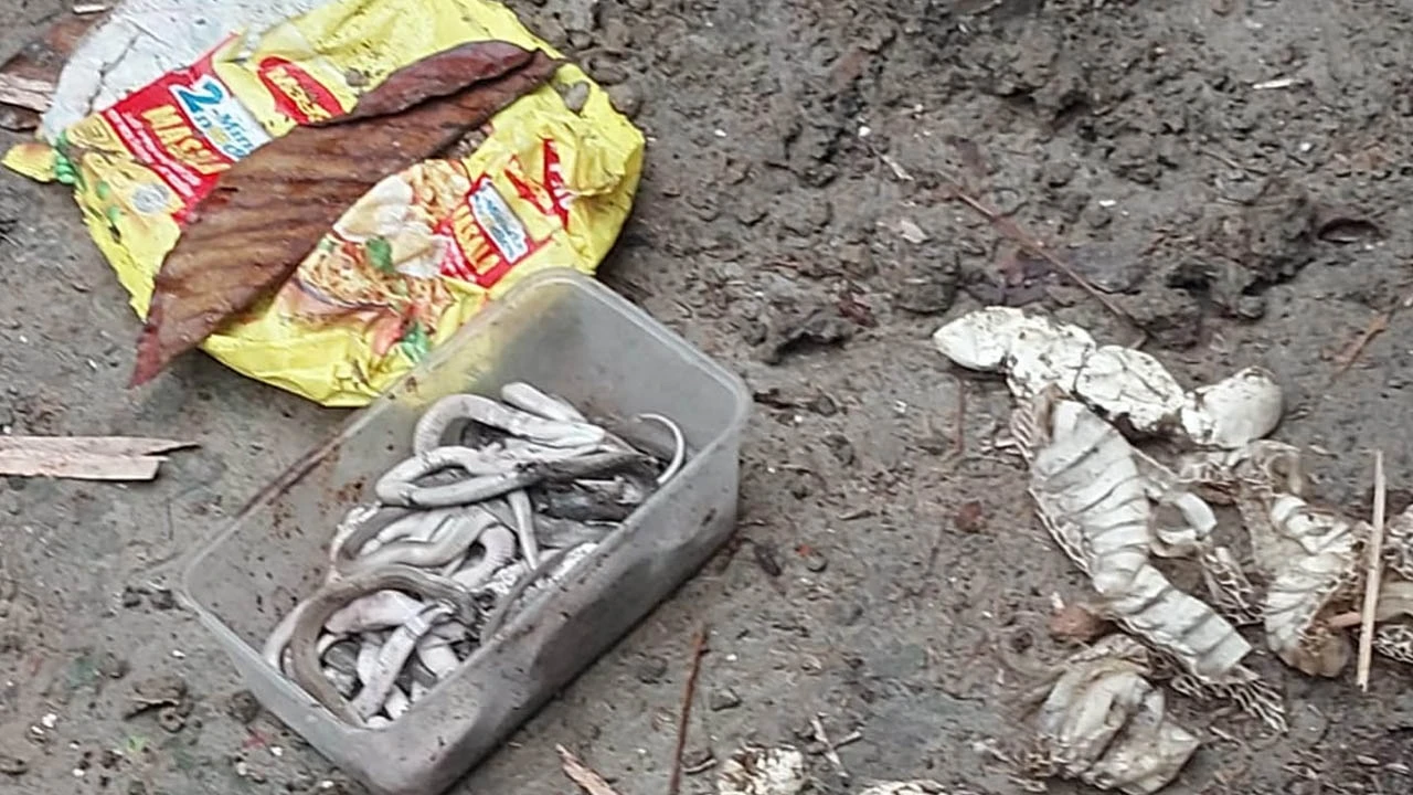 লালপুরে রান্না ঘরে গোখরা সাপের ৩০ বাচ্চা